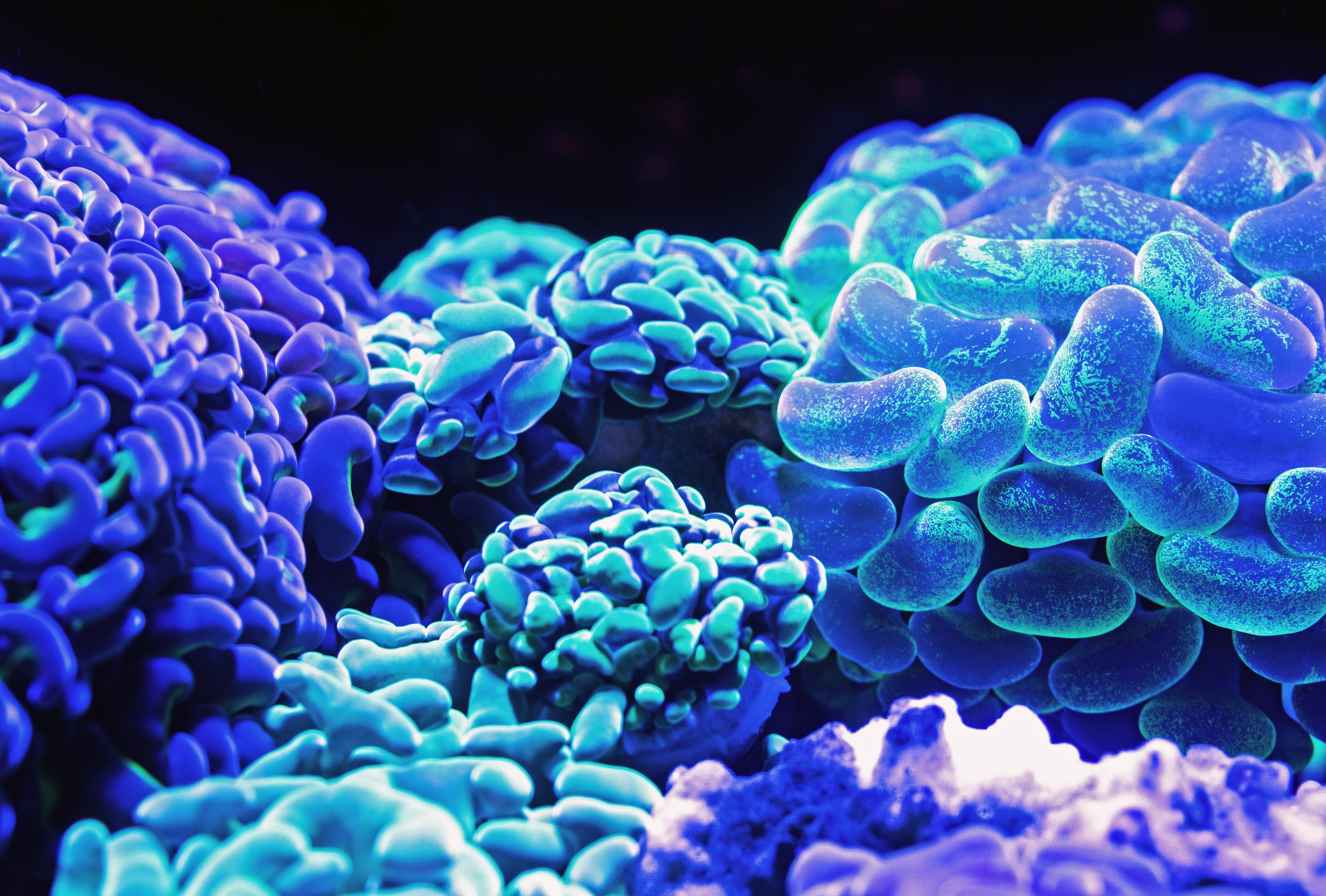 blue neon coral reef against a black background