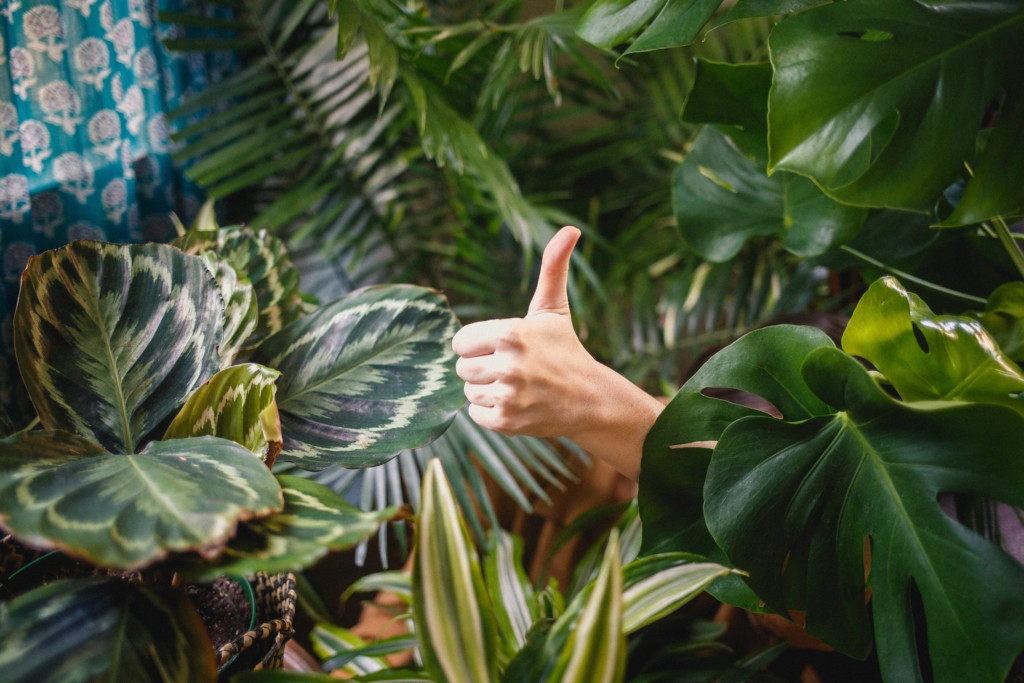 a hand giving a thumbs up amongst plants using our free content marketing tools