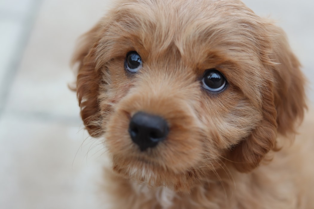 sad puppy with big eyes