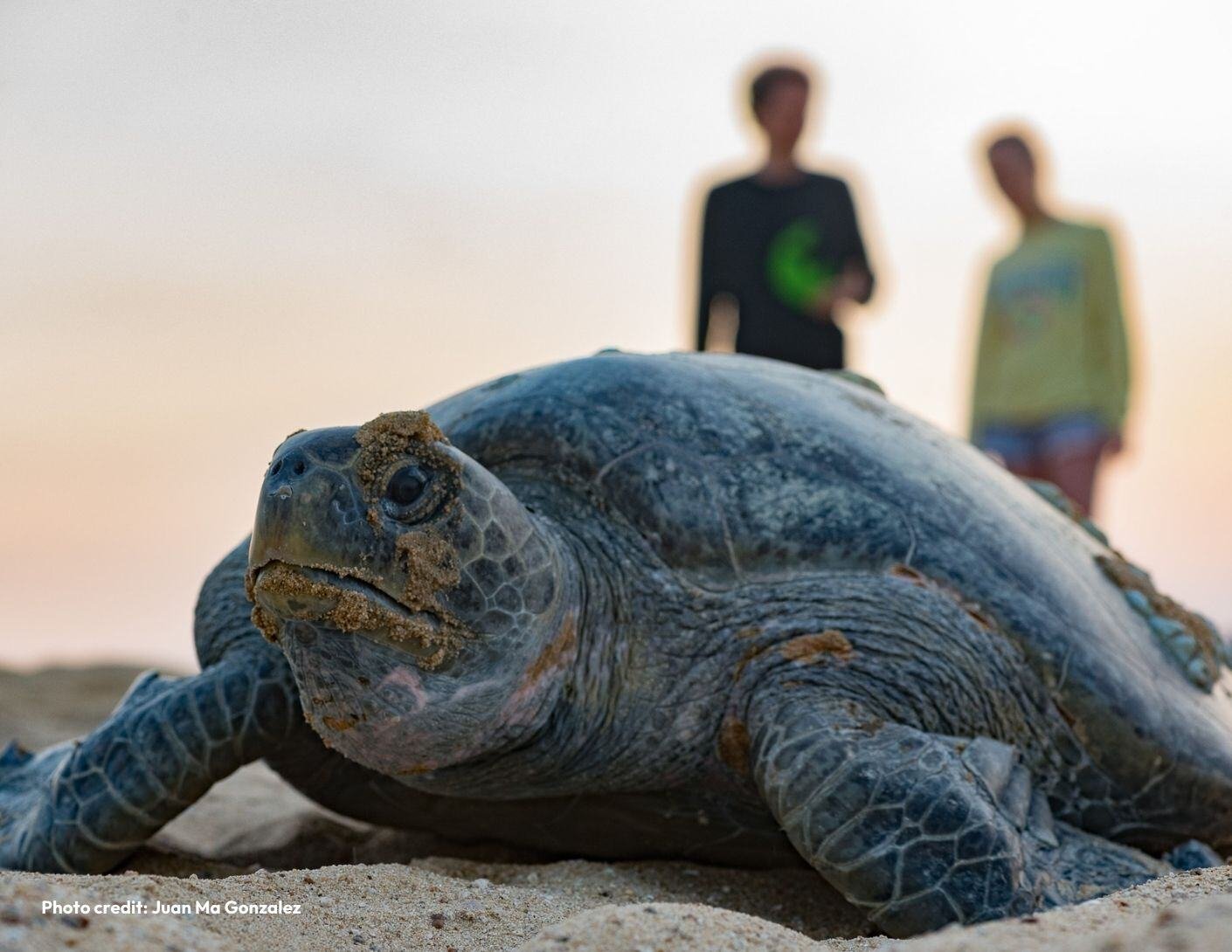 SEE-Turtles-big-photo-JMG