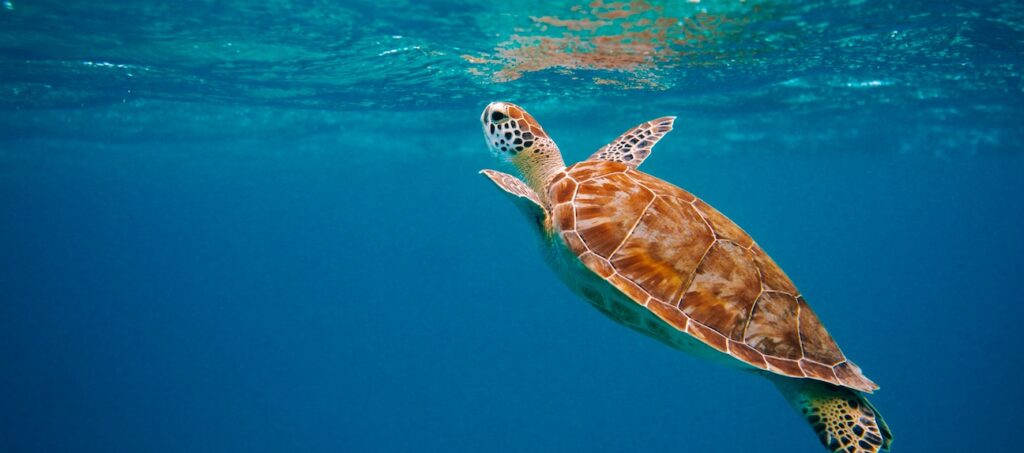 A sea turtle in the water