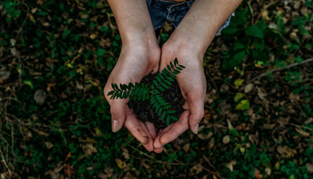 stock image of two hands holding a sapling ready to be planted in the earth.