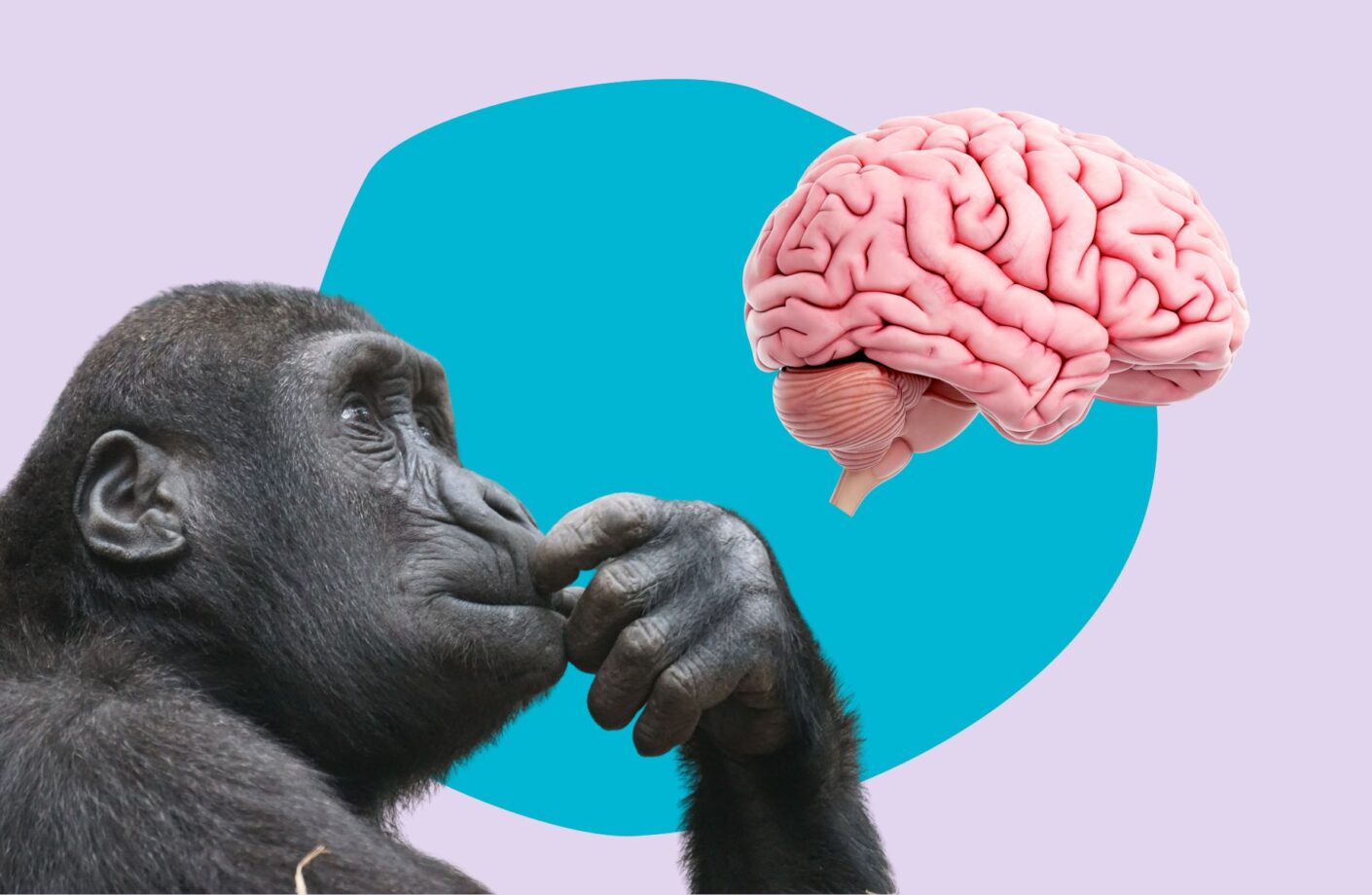 a gorilla looking at a brain