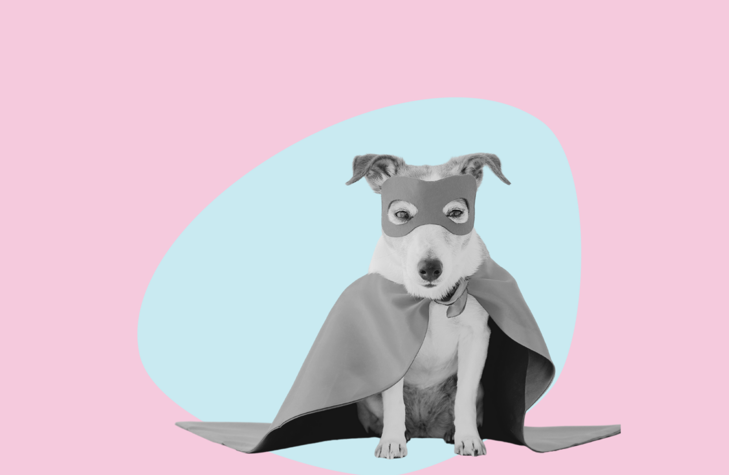 a dog in a superhero cape