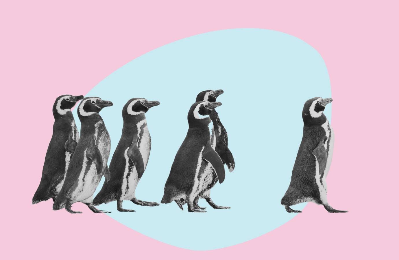 penguins in a line