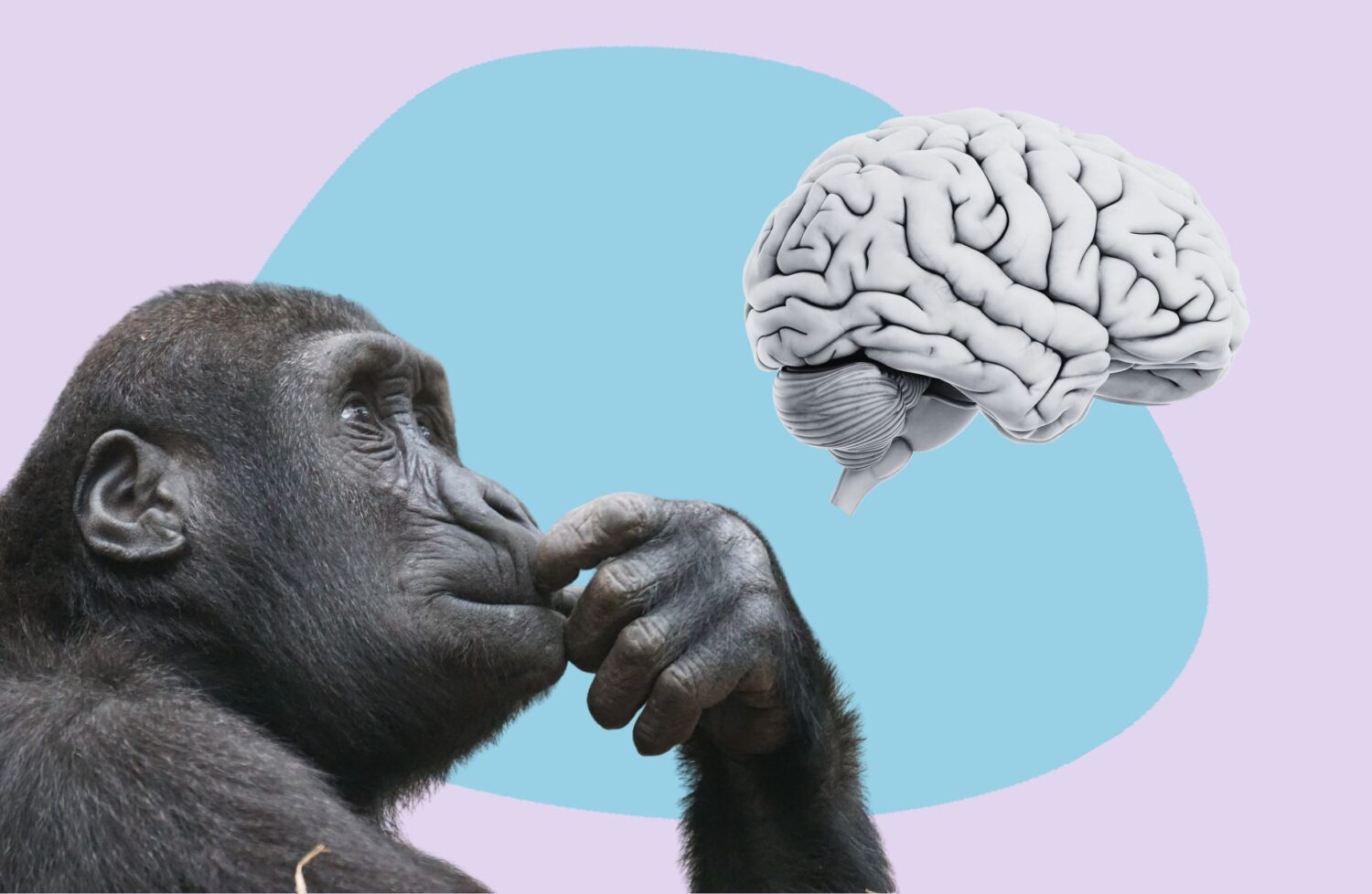 a gorilla looking at a brain!